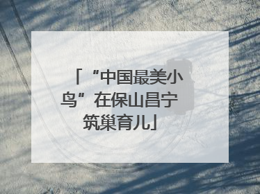 “中国最美小鸟”在保山昌宁筑巢育儿