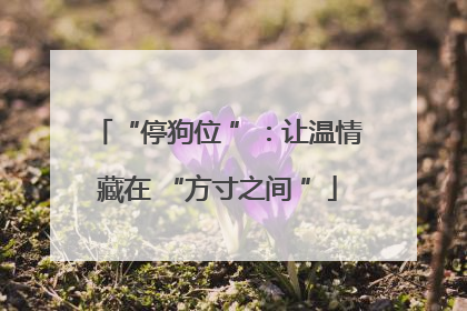 “停狗位 ”：让温情藏在 “方寸之间 ”