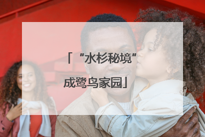 “水杉秘境”成鹭鸟家园