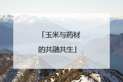 玉米与药材的共融共生