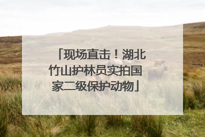 现场直击！湖北竹山护林员实拍国家二级保护动物