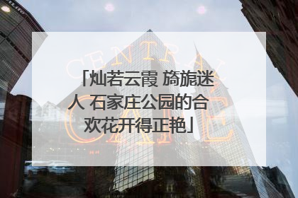 灿若云霞 旖旎迷人 石家庄公园的合欢花开得正艳