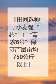 田间选种，小麦强“芯”！“青农6号”保守产量亩均750公斤以上