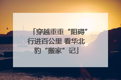 穿越重重“阻碍”行进百公里 看华北豹“搬家”记