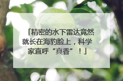 精密的水下雷达竟然就长在海豹脸上，科学家直呼“真香”！