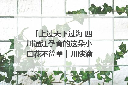 上过天下过海 四川通江孕育的这朵小白花不简单｜川陕渝网络名人巴中行