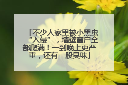不少人家里被小黑虫“入侵”，墙壁窗户全部爬满！一到晚上更严重，还有一股臭味