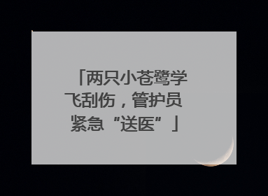两只小苍鹭学飞刮伤，管护员紧急“送医”