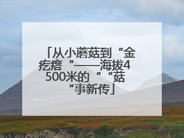 从小蘑菇到“金疙瘩“——海拔4500米的““菇“事新传