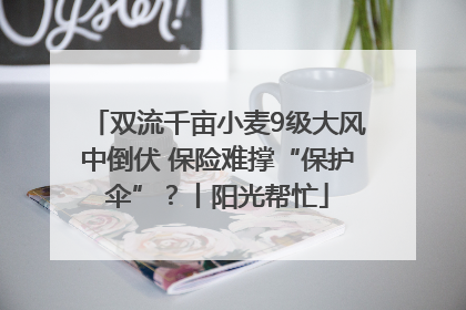 双流千亩小麦9级大风中倒伏 保险难撑“保护伞”？丨阳光帮忙