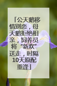 公天鹅移情别恋，母天鹅拒绝相亲，饲养员将“新欢”送走，时隔10天原配重逢