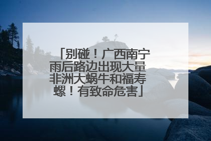 别碰！广西南宁雨后路边出现大量非洲大蜗牛和福寿螺！有致命危害