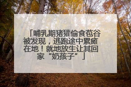 哺乳期猪獾偷食苞谷被发现，逃跑途中累瘫在地！就地放生让其回家“奶孩子”