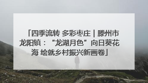 四季流转 多彩枣庄｜滕州市龙阳镇：“龙湖月色”向日葵花海 绘就乡村振兴新画卷