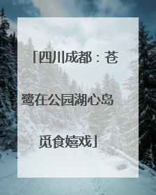 四川成都：苍鹭在公园湖心岛觅食嬉戏