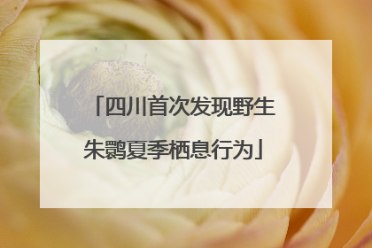 四川首次发现野生朱鹮夏季栖息行为