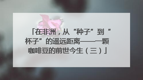 在非洲，从“种子”到“杯子”的遥远距离——一颗咖啡豆的前世今生（三）