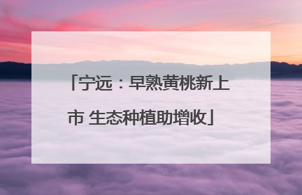 宁远：早熟黄桃新上市 生态种植助增收