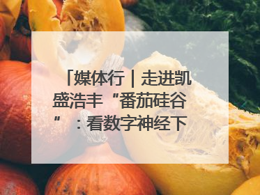 媒体行｜走进凯盛浩丰“番茄硅谷”：看数字神经下的精准农业