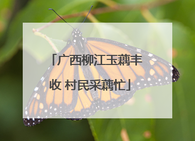 广西柳江玉藕丰收 村民采藕忙