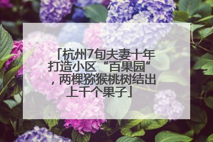 杭州7旬夫妻十年打造小区“百果园”，两棵猕猴桃树结出上千个果子