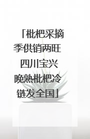 枇杷采摘季供销两旺 四川宝兴晚熟枇杷冷链发全国