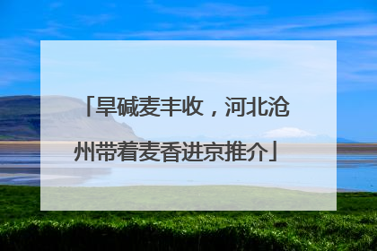 旱碱麦丰收，河北沧州带着麦香进京推介