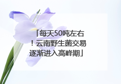 每天50吨左右！云南野生菌交易逐渐进入高峰期