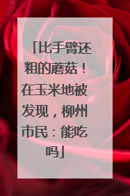 比手臂还粗的蘑菇！在玉米地被发现，柳州市民：能吃吗