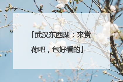 武汉东西湖：来赏荷吧，包好看的