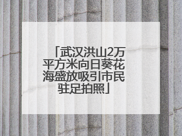 武汉洪山2万平方米向日葵花海盛放吸引市民驻足拍照