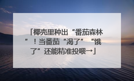 椰壳里种出“番茄森林”！当番茄“渴了”“饿了”还能精准投喂→