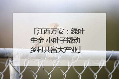 江西万安：绿叶生金 小叶子撬动乡村共富大产业