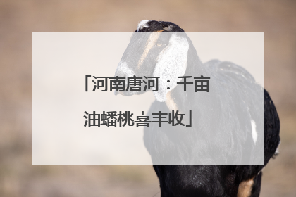 河南唐河：千亩油蟠桃喜丰收