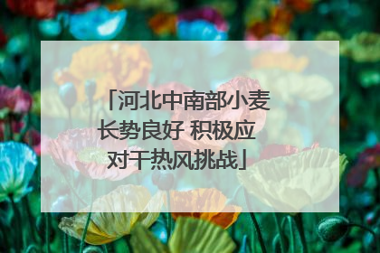 河北中南部小麦长势良好 积极应对干热风挑战