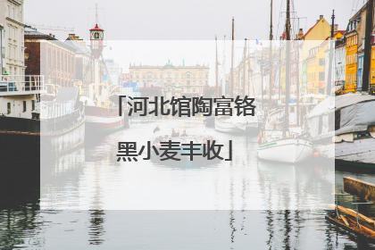 河北馆陶富铬黑小麦丰收