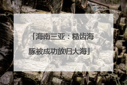 海南三亚：糙齿海豚被成功放归大海