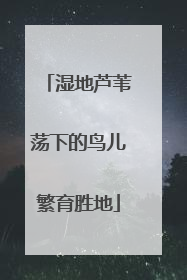 湿地芦苇荡下的鸟儿繁育胜地