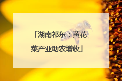 湖南祁东：黄花菜产业助农增收