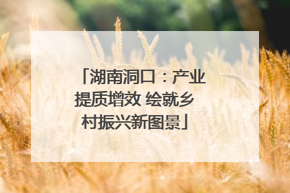 湖南洞口：产业提质增效 绘就乡村振兴新图景