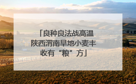 良种良法战高温 陕西渭南旱地小麦丰收有“粮”方
