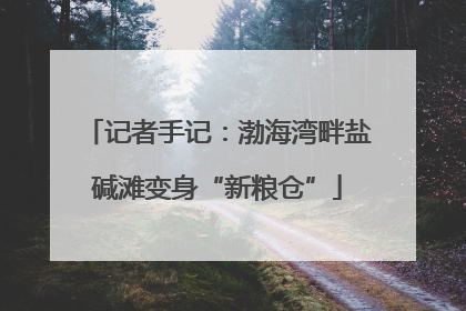 记者手记：渤海湾畔盐碱滩变身“新粮仓”