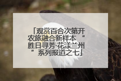 观赏百合次第开 农旅融合新样本 “胜日寻芳·花漾兰州”系列报道之七