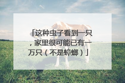 这种虫子看到一只，家里很可能已有一万只（不是蟑螂）