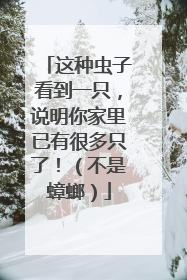 这种虫子看到一只，说明你家里已有很多只了！（不是蟑螂）