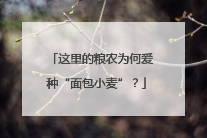 这里的粮农为何爱种“面包小麦”？