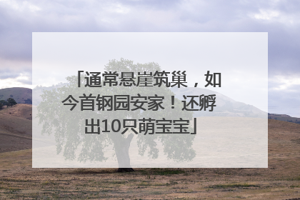 通常悬崖筑巢，如今首钢园安家！还孵出10只萌宝宝