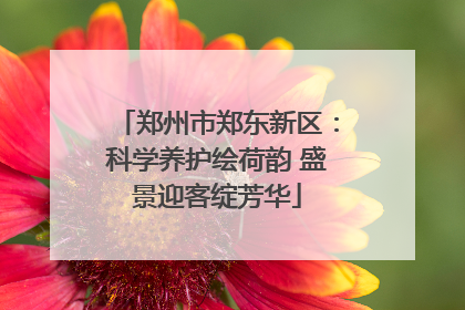 郑州市郑东新区：科学养护绘荷韵 盛景迎客绽芳华