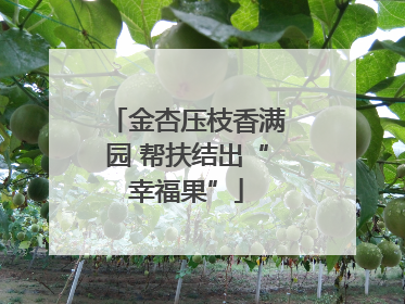 金杏压枝香满园 帮扶结出“幸福果”