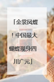 金裳凤蝶！中国最大蝴蝶现身四川广元